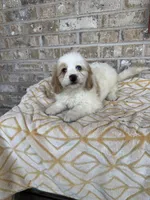 Bougie, a female Miniature Bernedoodle for sale in Bowling Green, KY – 3 of 6