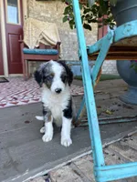 Domino, a male Miniature Bernedoodle for sale in Bowling Green, KY – 3 of 6