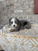 Birdie, a female Miniature Bernedoodle for sale in Bowling Green, KY – 4 of 5