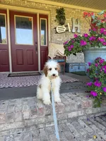 Brook, a female Miniature Bernedoodle for sale in Bowling Green, KY – 5 of 7
