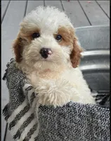 Brook, a female Miniature Bernedoodle for sale in Bowling Green, KY – 2 of 4