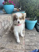 Bailey, a female Pomsky for sale in Bowling Green, KY – 1 of 6