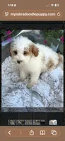 Brook, a female Miniature Bernedoodle for sale in Bowling Green, KY – 4 of 4