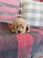 Tabby, a female Miniature Labradoodle for sale in Bowling Green, KY – 2 of 6