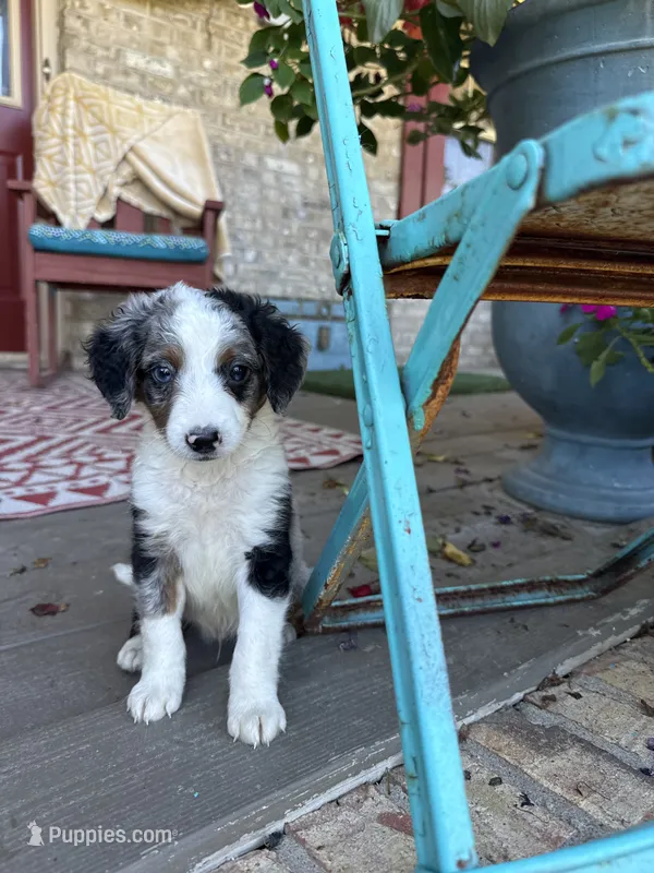 Domino – Miniature Bernedoodle puppy for sale in Bowling Green, KY