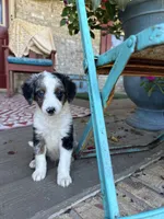 Domino, a male Miniature Bernedoodle for sale in Bowling Green, KY – 1 of 6