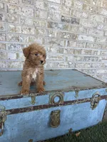 Bentley , a male Miniature Labradoodle for sale in Bowling Green, KY – 4 of 7