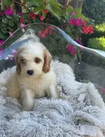 Bailey, a female Miniature Bernedoodle for sale in Bowling Green, KY – 2 of 6