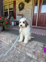 Brook, a female Miniature Bernedoodle for sale in Bowling Green, KY – 4 of 7