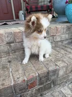 Bailey, a female Pomsky for sale in Bowling Green, KY – 6 of 6