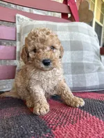 Tucker, a male Miniature Labradoodle for sale in Bowling Green, KY – 4 of 6