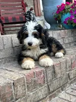 Biscuit, a male Miniature Bernedoodle for sale in Bowling Green, KY – 4 of 7