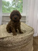 Snickers, a male Cavapoo for sale in Bowling Green, KY – 4 of 6