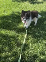 Batman, a male Pomsky for sale in Bowling Green, KY – 2 of 8