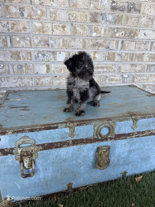 Bluebell  – Miniature Labradoodle puppy for sale in Bowling Green, KY