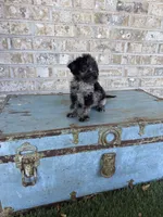 Bluebell , a female Miniature Labradoodle for sale in Bowling Green, KY – 1 of 6