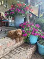 Terri, a female Miniature Labradoodle for sale in Bowling Green, KY – 6 of 7