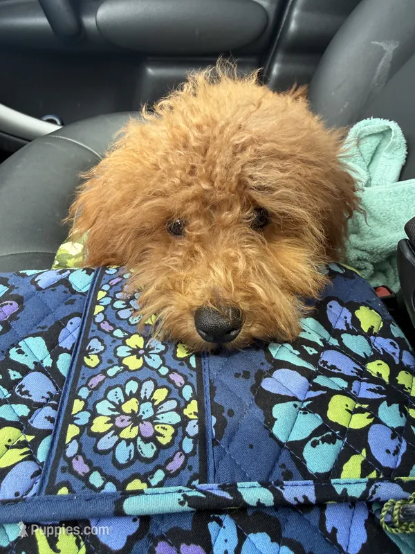 Taco – Miniature Labradoodle puppy for sale in Bowling Green, KY
