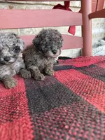 Moose, a male Miniature Aussiedoodle for sale in Bowling Green, KY – 4 of 6