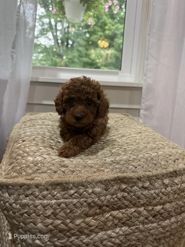 Sweetie – Cavapoo puppy for sale in Bowling Green, KY