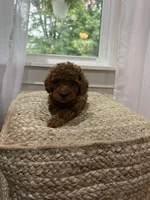 Sweetie, a female Cavapoo for sale in Bowling Green, KY – 1 of 6
