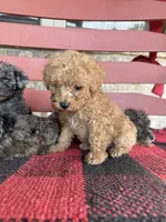 Teddy, a male Miniature Aussiedoodle for sale in Bowling Green, KY – 6 of 6