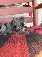Otis, a male Miniature Aussiedoodle for sale in Bowling Green, KY – 5 of 5