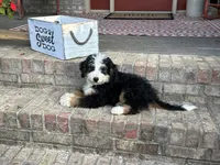 Biscuit, a male Miniature Bernedoodle for sale in Bowling Green, KY – 3 of 7