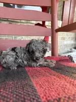 Otis, a male Miniature Aussiedoodle for sale in Bowling Green, KY – 4 of 5