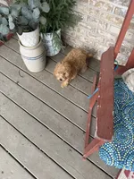 Tabby, a female Miniature Labradoodle for sale in Bowling Green, KY – 6 of 6