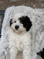 Opal, a female Miniature Bernedoodle for sale in Bowling Green, KY – Photo 1 of 7