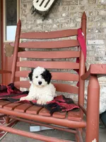 Opal, a female Miniature Bernedoodle for sale in Bowling Green, KY – Photo 5 of 7