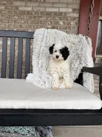 Opal, a female Miniature Bernedoodle for sale in Bowling Green, KY – Photo 4 of 7