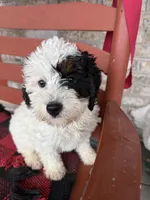 Opal, a female Miniature Bernedoodle for sale in Bowling Green, KY – Photo 2 of 7