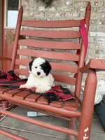 Opal, a female Miniature Bernedoodle for sale in Bowling Green, KY – Photo 7 of 7