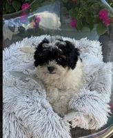 Bonnie, a female Miniature Bernedoodle for sale in Bowling Green, KY – 2 of 4