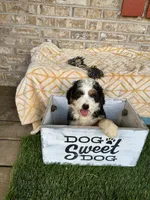 Biscuit, a male Miniature Bernedoodle for sale in Bowling Green, KY – 5 of 5