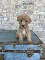 Betsy, a female Miniature Labradoodle for sale in Bowling Green, KY – 3 of 9