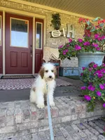 Brook, a female Miniature Bernedoodle for sale in Bowling Green, KY – 7 of 7