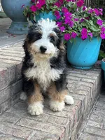 Biscuit, a male Miniature Bernedoodle for sale in Bowling Green, KY – 2 of 7