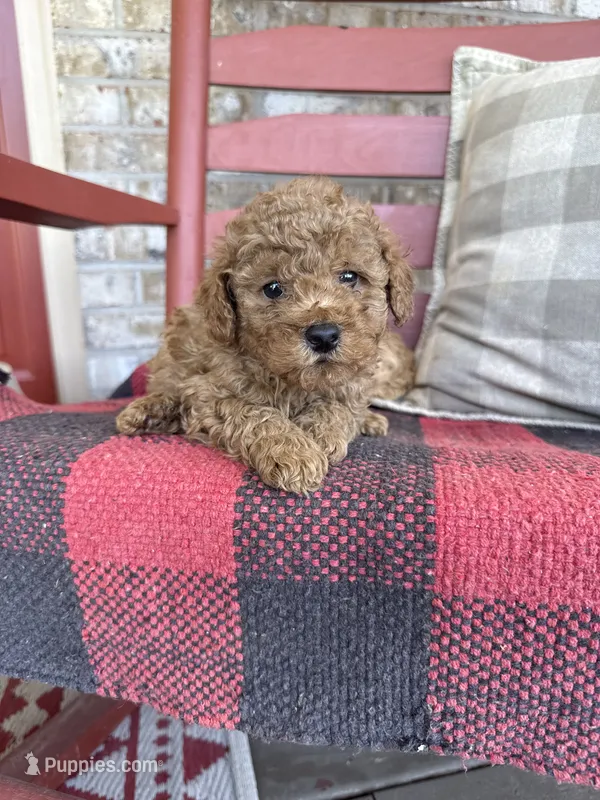 Toby  – Miniature Labradoodle puppy for sale in Bowling Green, KY