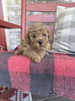 Toby , a male Miniature Labradoodle for sale in Bowling Green, KY – 1 of 6
