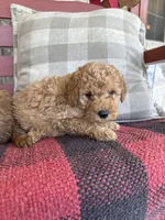 Tucker, a male Miniature Labradoodle for sale in Bowling Green, KY – 2 of 6