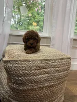 Sweetie, a female Cavapoo for sale in Bowling Green, KY – 3 of 6