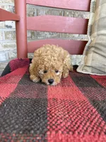 Tabby, a female Miniature Labradoodle for sale in Bowling Green, KY – 5 of 6