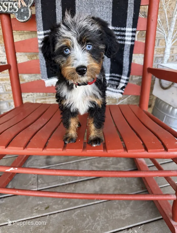 Daisy – Miniature Bernedoodle puppy for sale in Bowling Green, KY