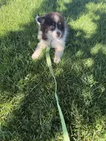Batman, a male Pomsky for sale in Bowling Green, KY – 6 of 8