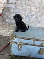 Bella , a female Miniature Labradoodle for sale in Bowling Green, KY – 5 of 6