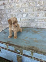 Birdie , a female Miniature Labradoodle for sale in Bowling Green, KY – 6 of 7