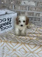 Bailey, a female Miniature Bernedoodle for sale in Bowling Green, KY – 5 of 6